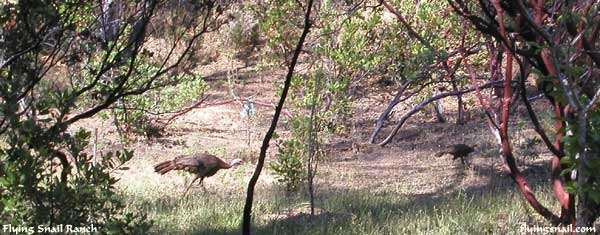 Turkeys in front yard - Flying Snail Ranch