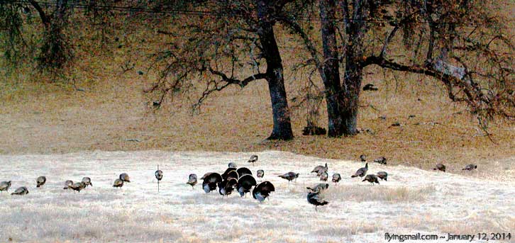 Turkeys at Flying Snail Meadow