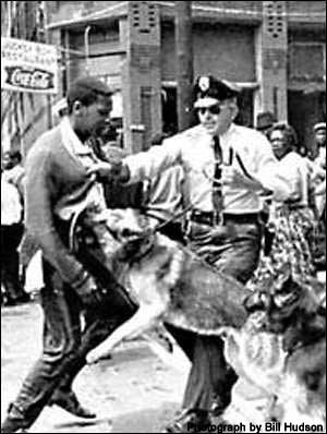 Civil Rights photo by Bill Hudson showing peace officers with german shep. dogs and one dog bighting an African American