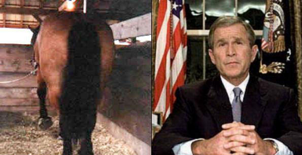 photo on your left is a rear photo of a horse and right photo shows Mr. Bush