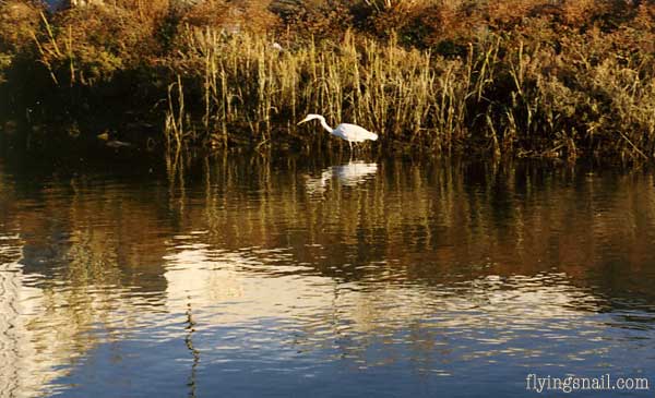 Egret near sailboat