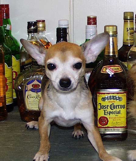 Dog guards Jose Cuervo