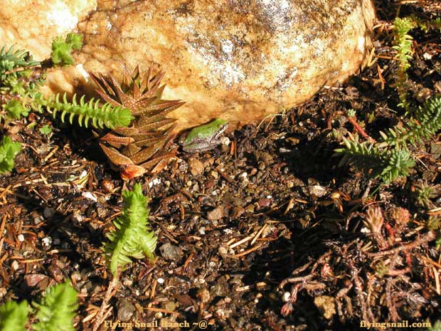 Picture of a frog near a rock