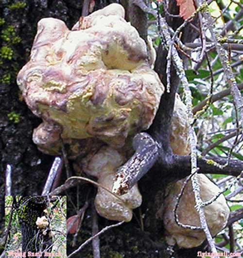 Laetiporus sulphureus, Chicken-of-the-Woods fungus - Solved by Dr. Dave Rizzo, U.C. Davis - Flying Snail Ranch