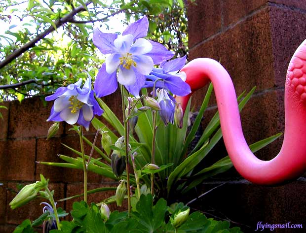 Blue flowers and a Pink flamingo, Flying Snail Ranch's garden