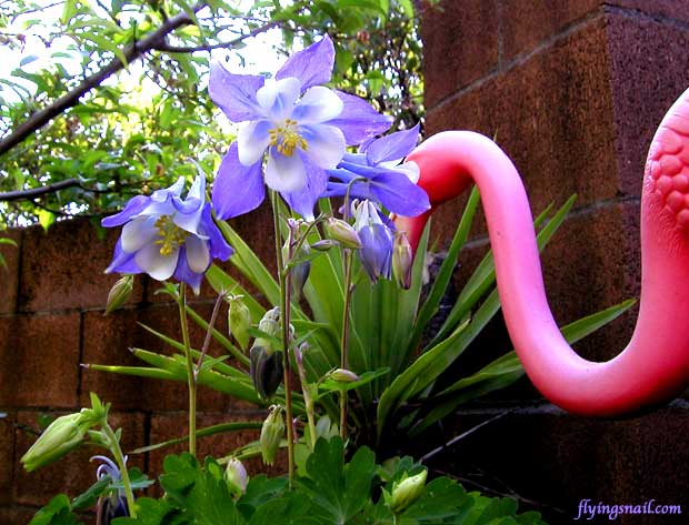 Spring Flowers with Pink 