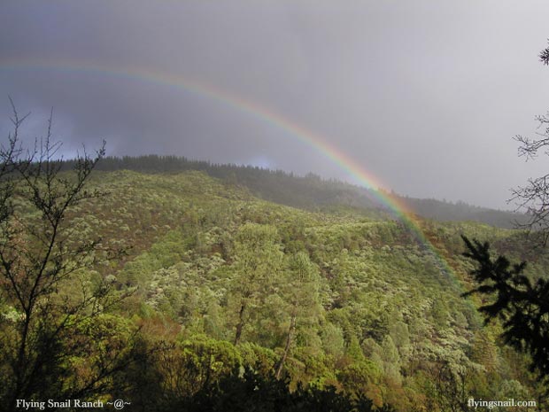 Rainbow at Flying Snail Ranch