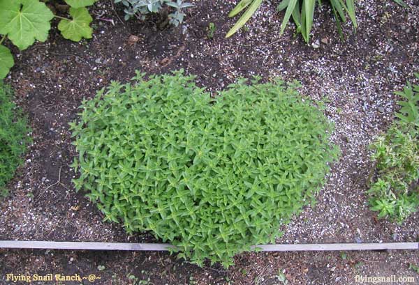 I Love You, Spoken From the Heart, Does Not Require A Corporatist Holiday ~ Plant Art & Photo by C. Spangler