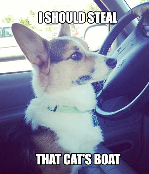 I should steal that cat's boat