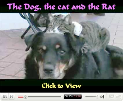 The Dog, the Cat and the Rat on YouTube