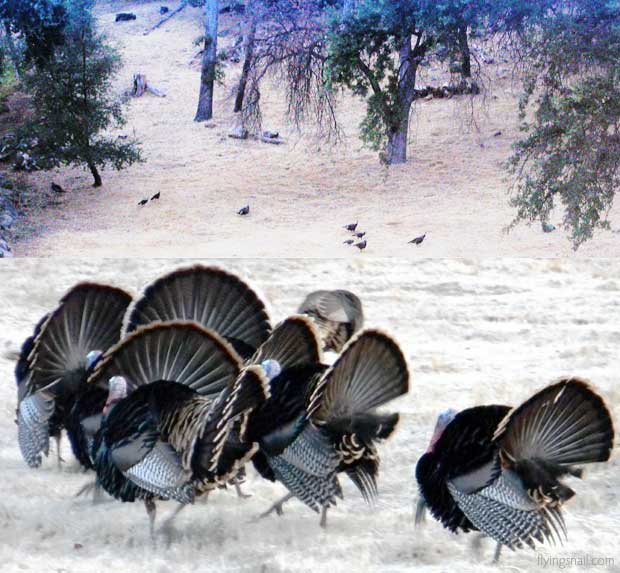 Turkeys fighting on the morning of the eclipse, August 21, 2017