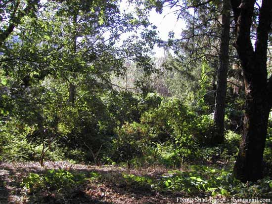 Compost area before clearing