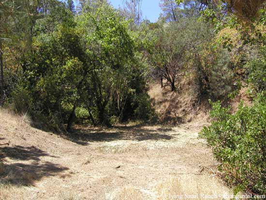 Gilligan's Island without the Bamboo (Upper Pond)