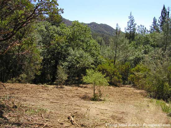 Mound of Olive - turn left to go down first fire trail below house