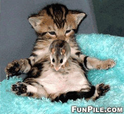 Bouncing Mouse