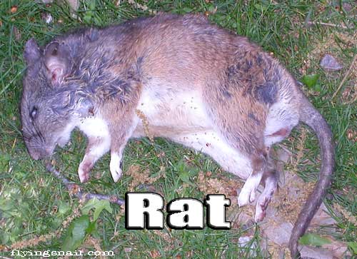 Rat