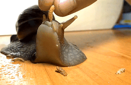 Feeding the snail