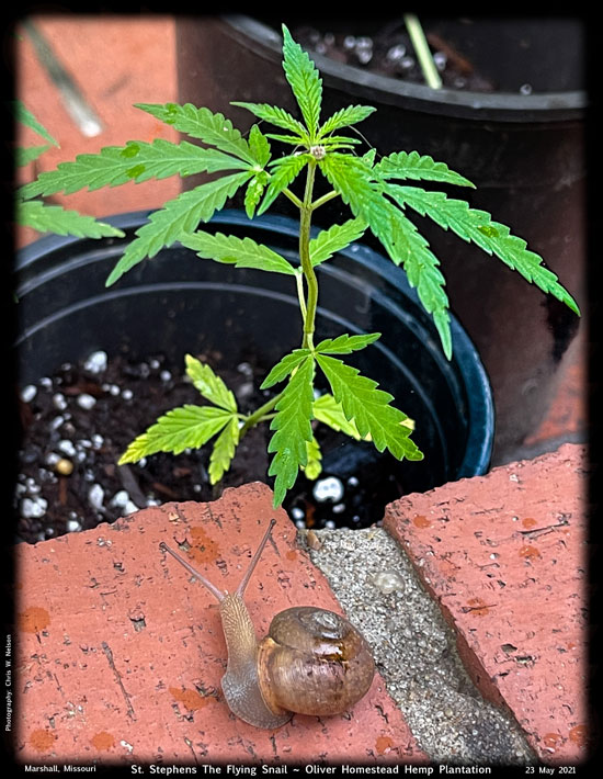 St Stephens The Flying Snail ~ Oliver Homestead Hemp Plantation, 23 May 2021 by Chris Nelson