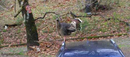 Turkey on car at old Flying Snail Ranch