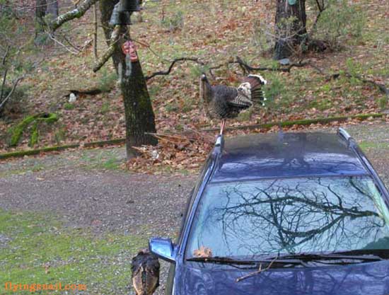 Turkey standing on top of car.